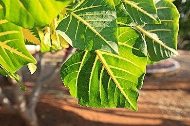 《龙之信条2》玩家进妓院玩 大嘴巴随从会到处说